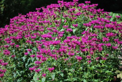 Monarda didyma - zavinutka podvojná - květy, stonky, listy